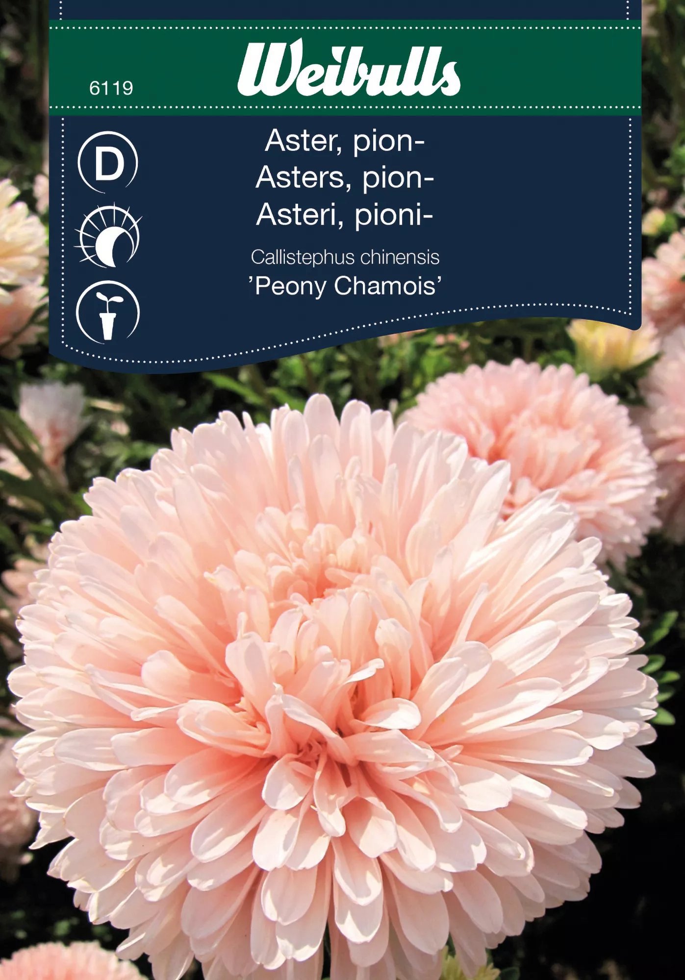 Pionaster Peony Chamois