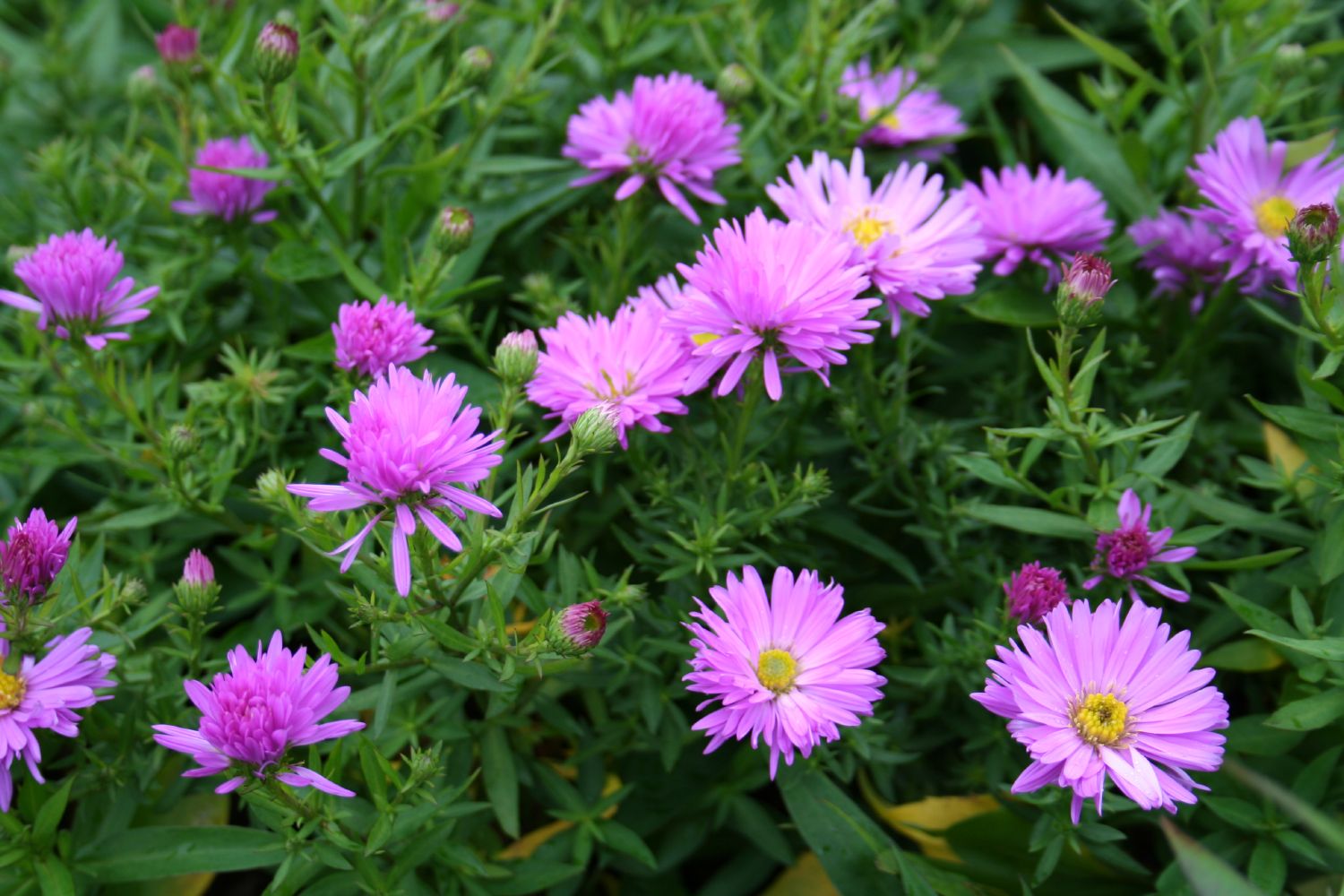 Höstaster 'Rosaperle' 1 liter Svenskt Sigill/Från Sverige