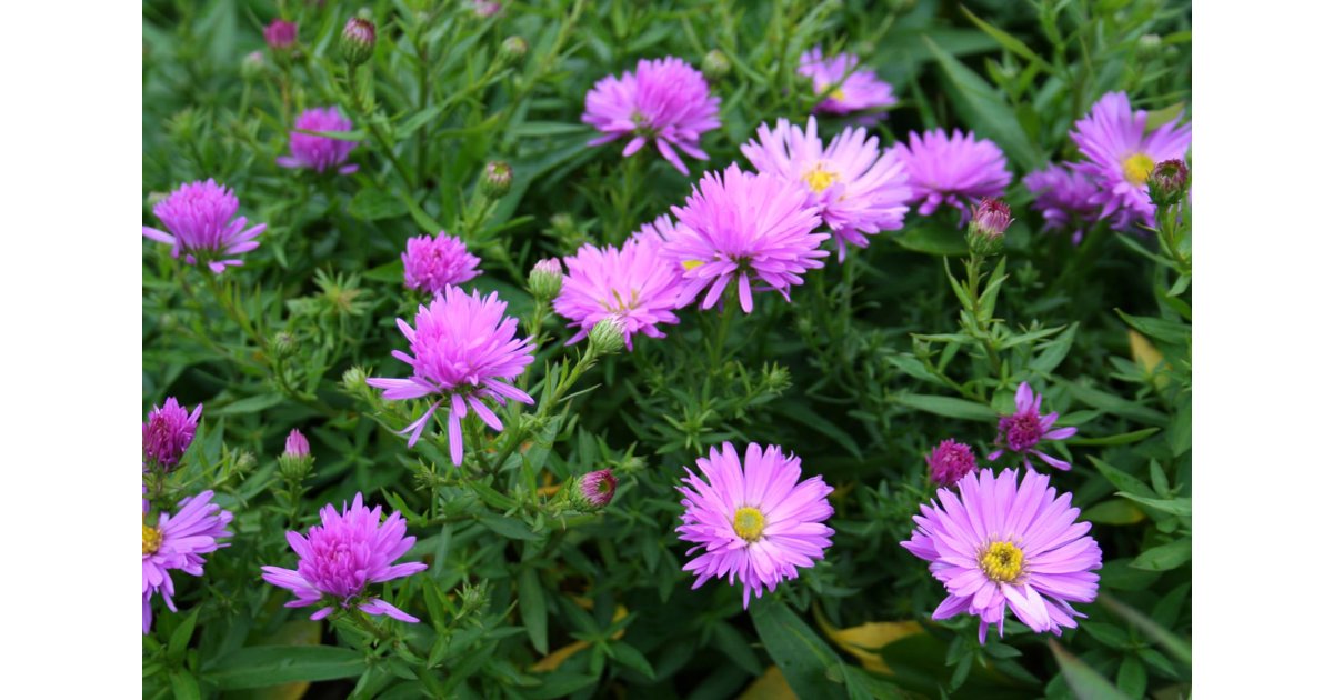 Höstaster 'Rosaperle' 1 liter Svenskt Sigill/Från Sverige