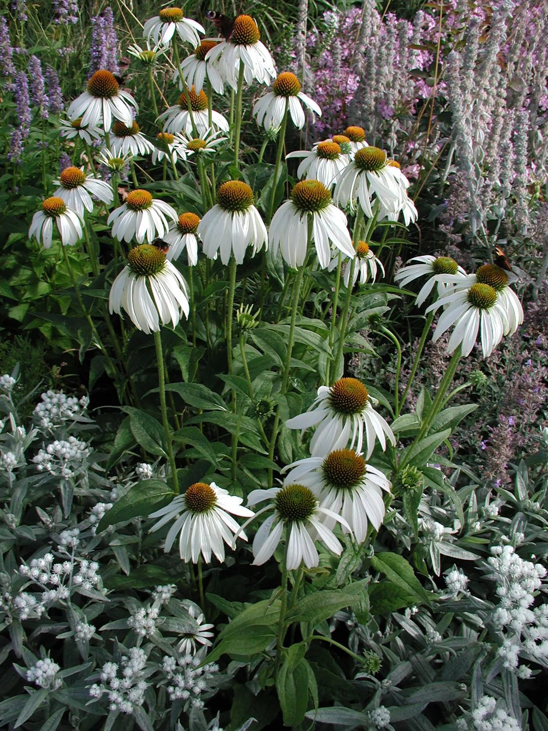 Röd solhatt 'Alba' 9 cm Svenskt Sigill/Från Sverige Säve Plantskola