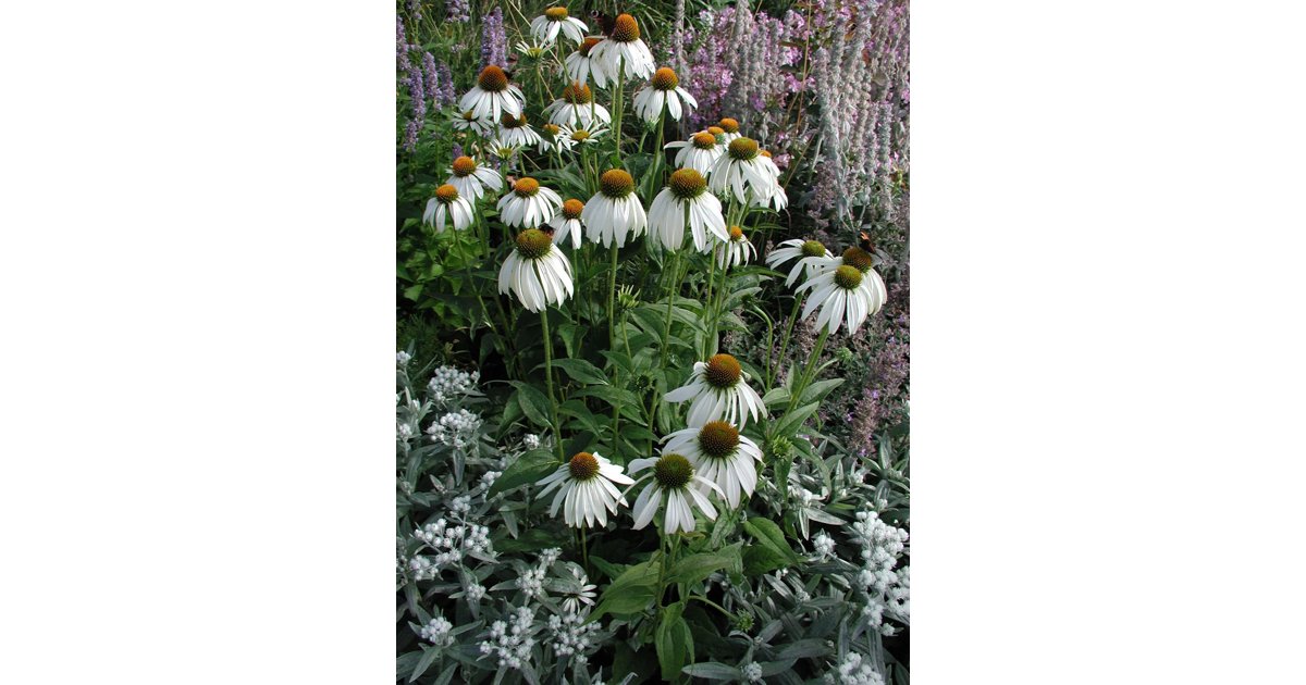 Röd solhatt 'Alba' 9 cm Svenskt Sigill/Från Sverige Säve Plantskola