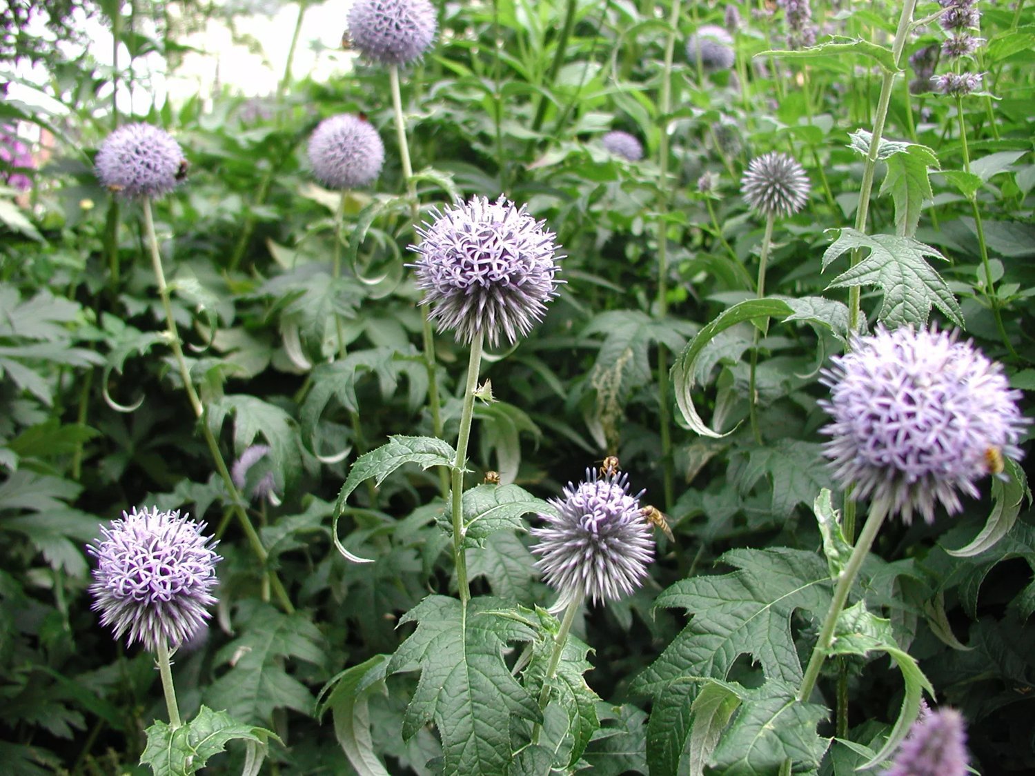 Produktbild på Blå bolltistel 'Taplow Blue'