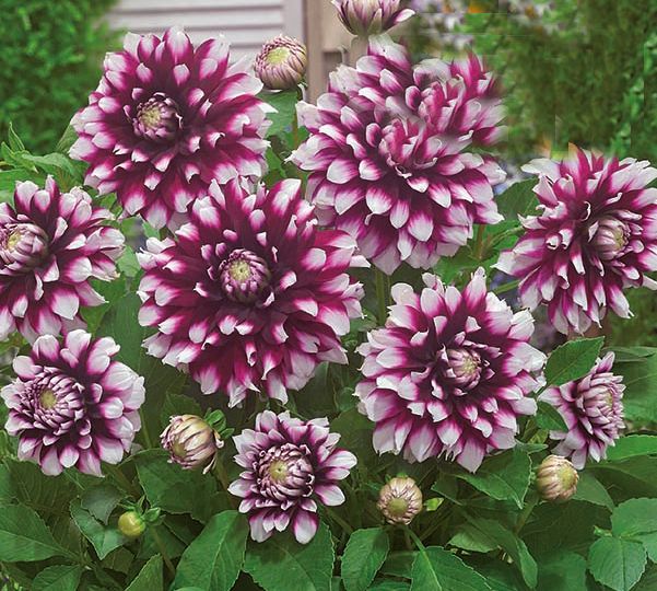 Dekorativdahlia 'Verdi Glory'