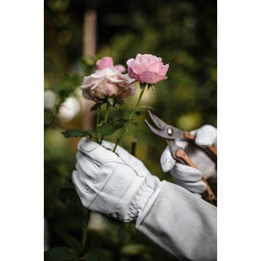 Produktbild 2 på Roshandske Garden Rose, Hestra