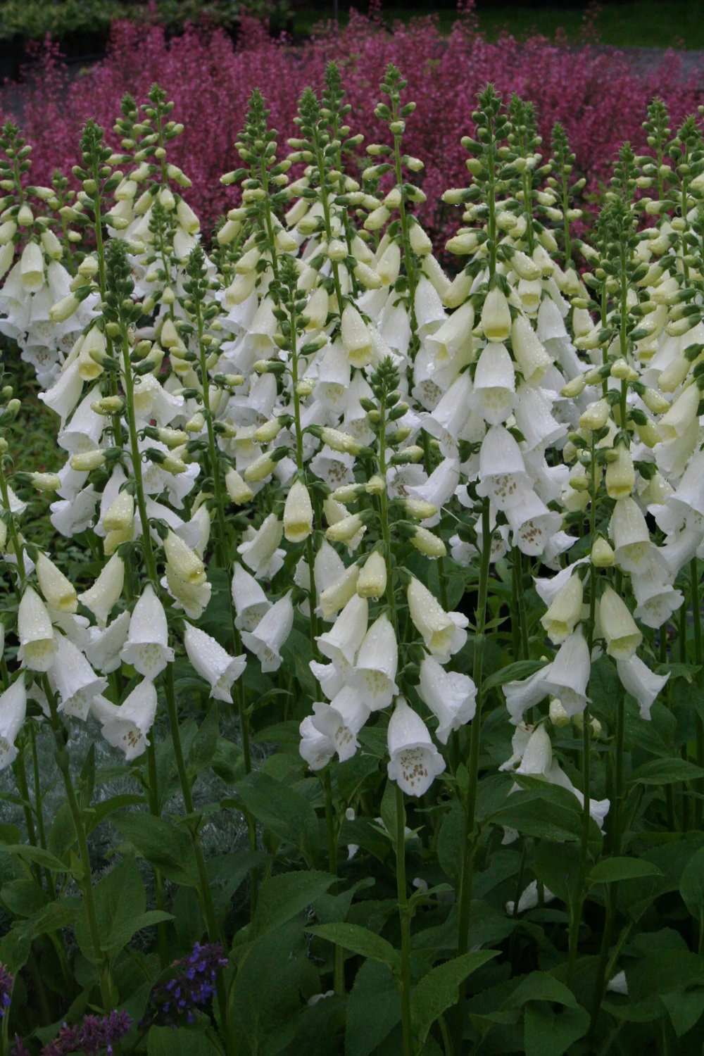 Produktbild på Fingerborgsblomma 'Alba'