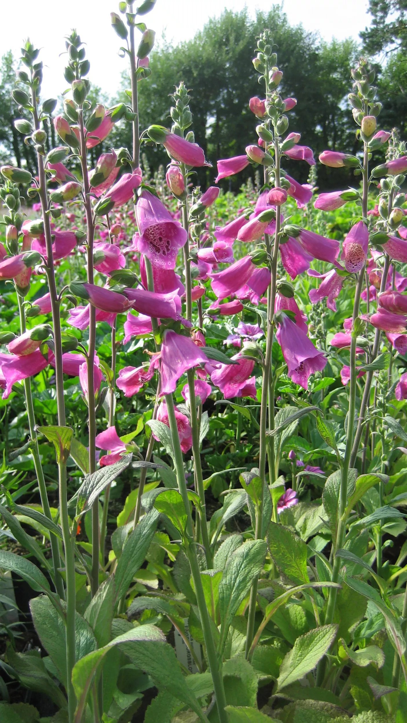 Produktbild på Fingerborgsblomma 'Rosa'