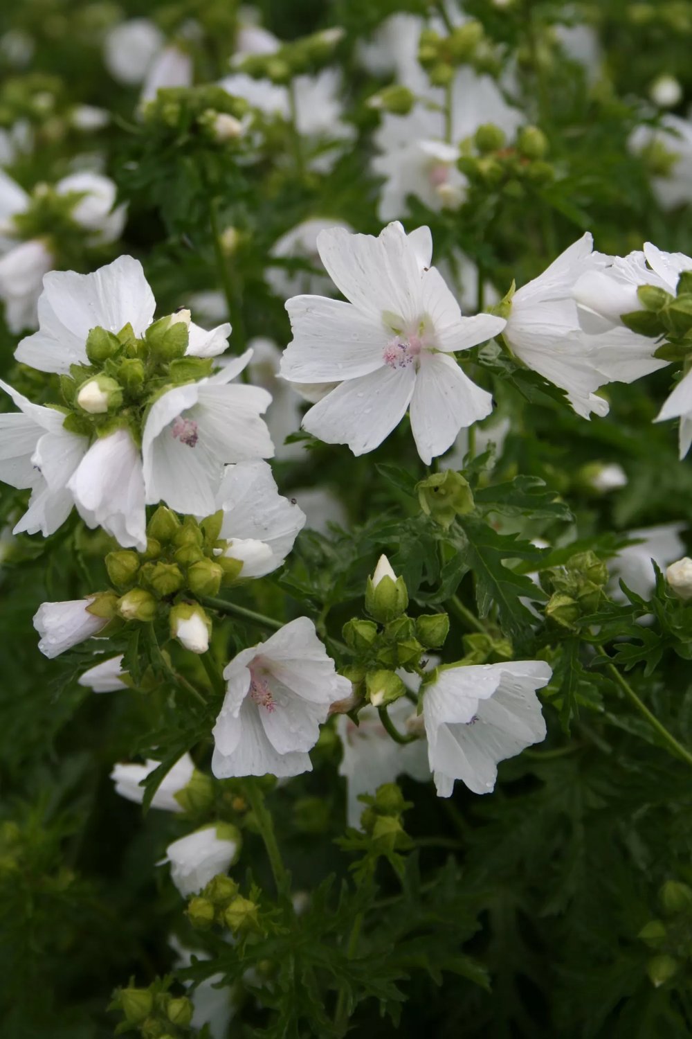 Produktbild på Myskmalva 'Alba'
