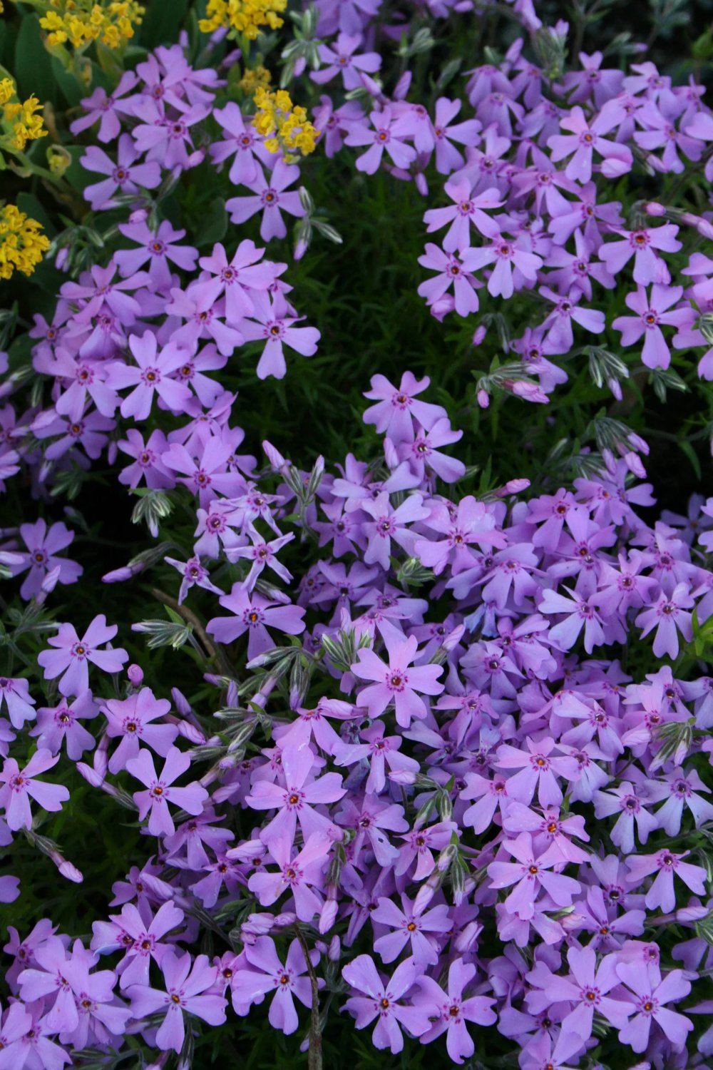 Produktbild på Mossflox 'Emerald Cushion Blue'