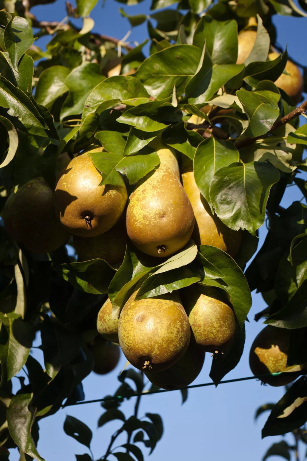 Päronträd GRÅPÄRON Pyrus communis 3-4 års träd 180-200 cm