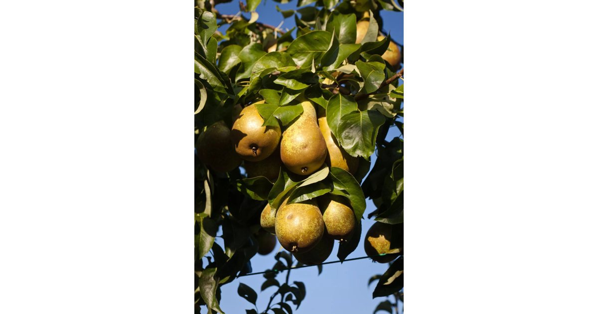 Päronträd GRÅPÄRON Pyrus communis 3-4 års träd 180-200 cm
