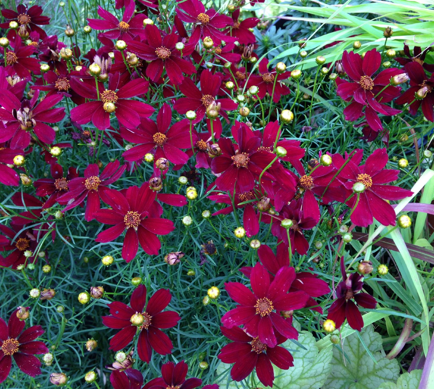 Höstöga 'Red Satin' 11 cm Svenskt Sigill/Från Sverige