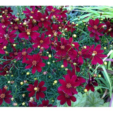 Höstöga 'Red Satin' 11 cm Svenskt Sigill/Från Sverige