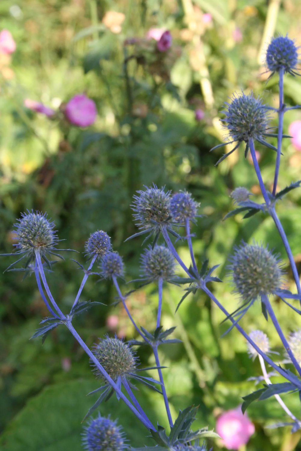 Produktbild på Daggtorna 'Blaukappe'