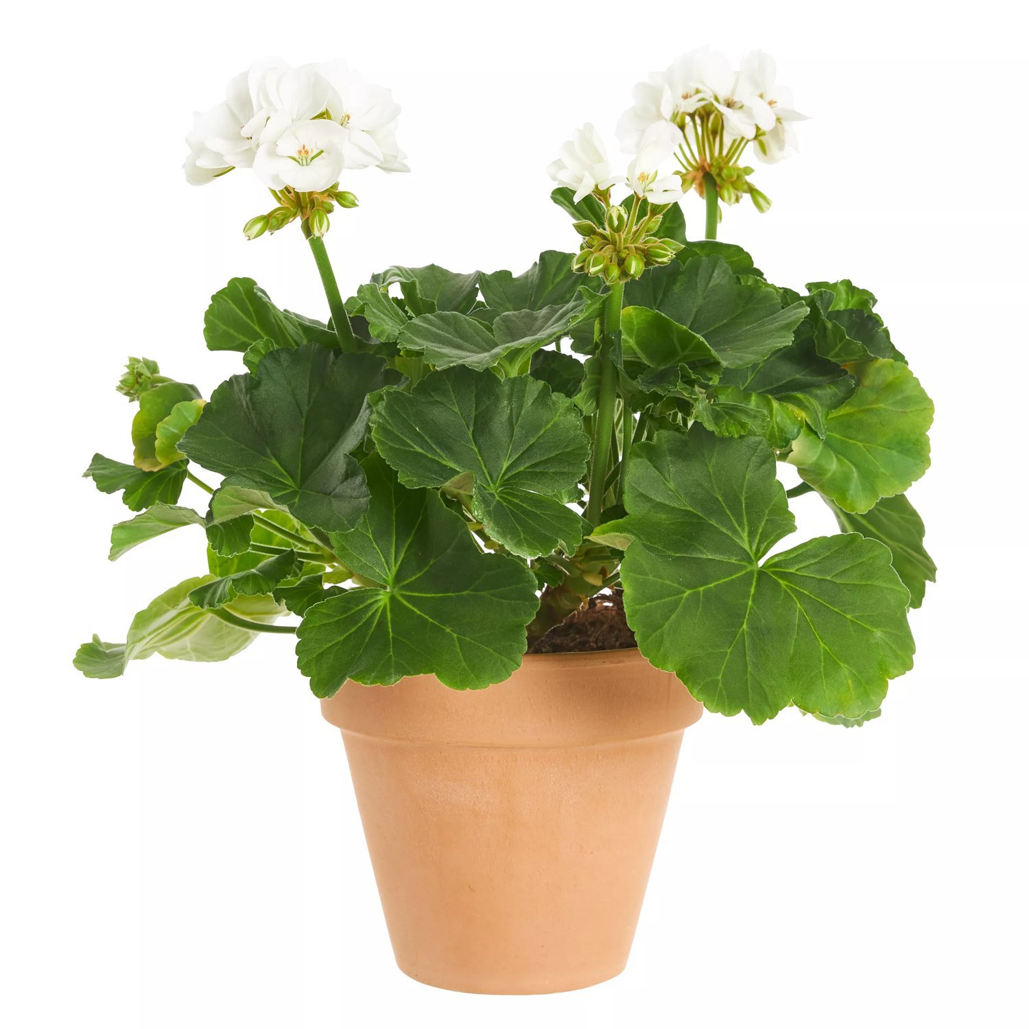 Produktbild på Hängzonalpelargon Mojo™ White