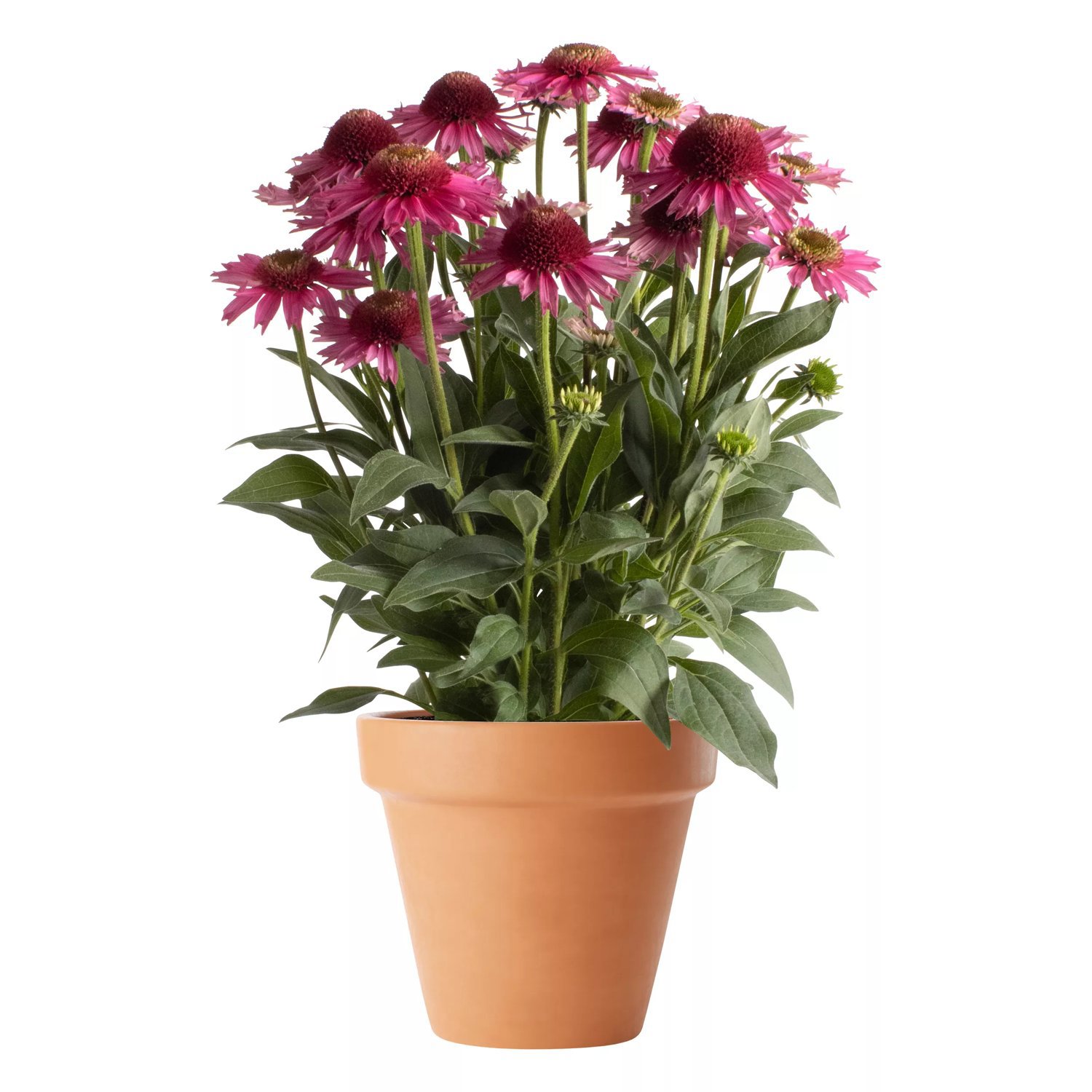 Röd solhatt 'Premium Pink' 19 cm MPS
