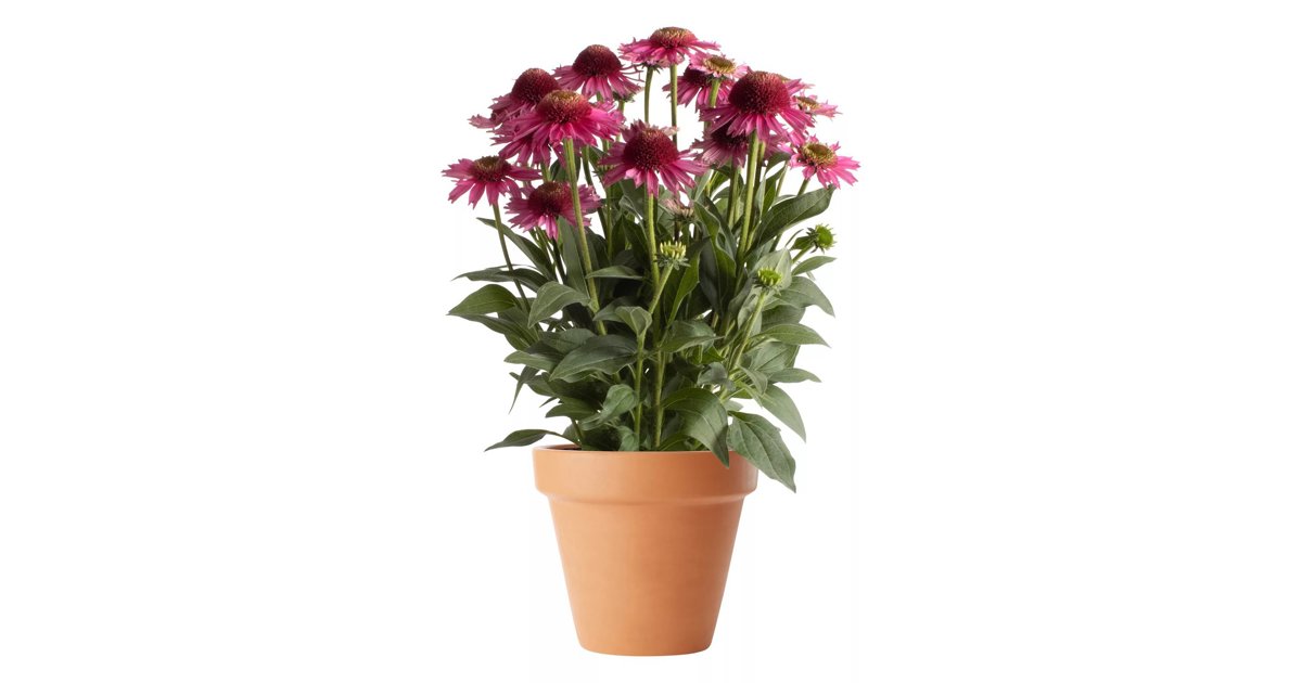 Röd solhatt 'Premium Pink' 19 cm MPS