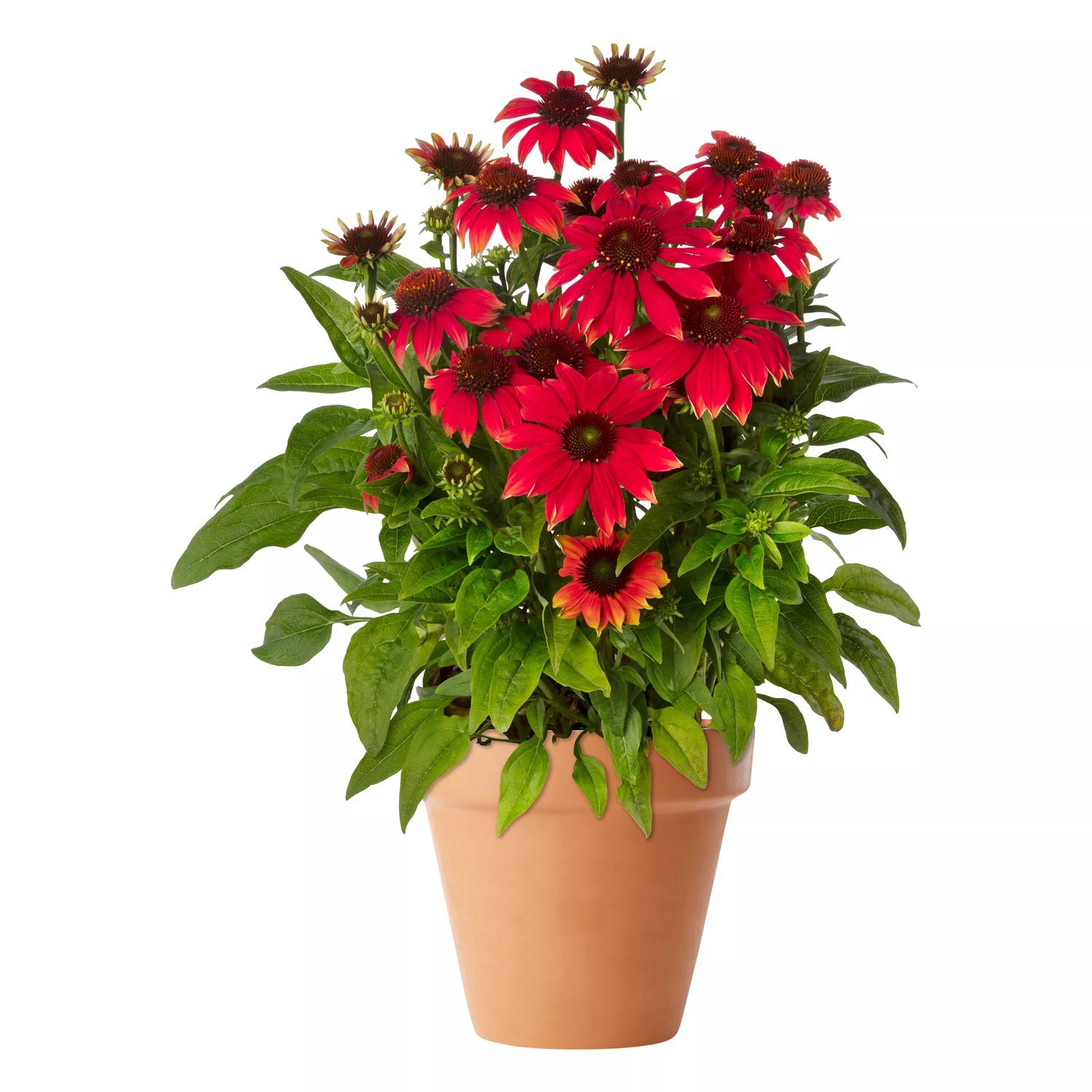 Röd solhatt 'Premium Red' 19 cm MPS