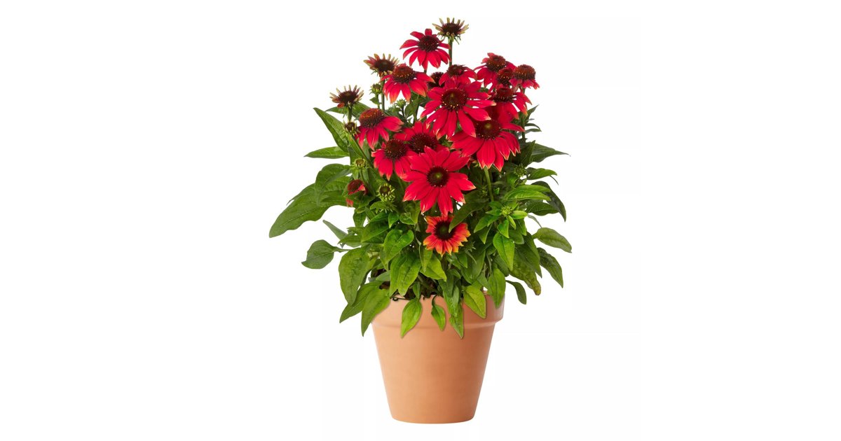 Röd solhatt 'Premium Red' 19 cm MPS