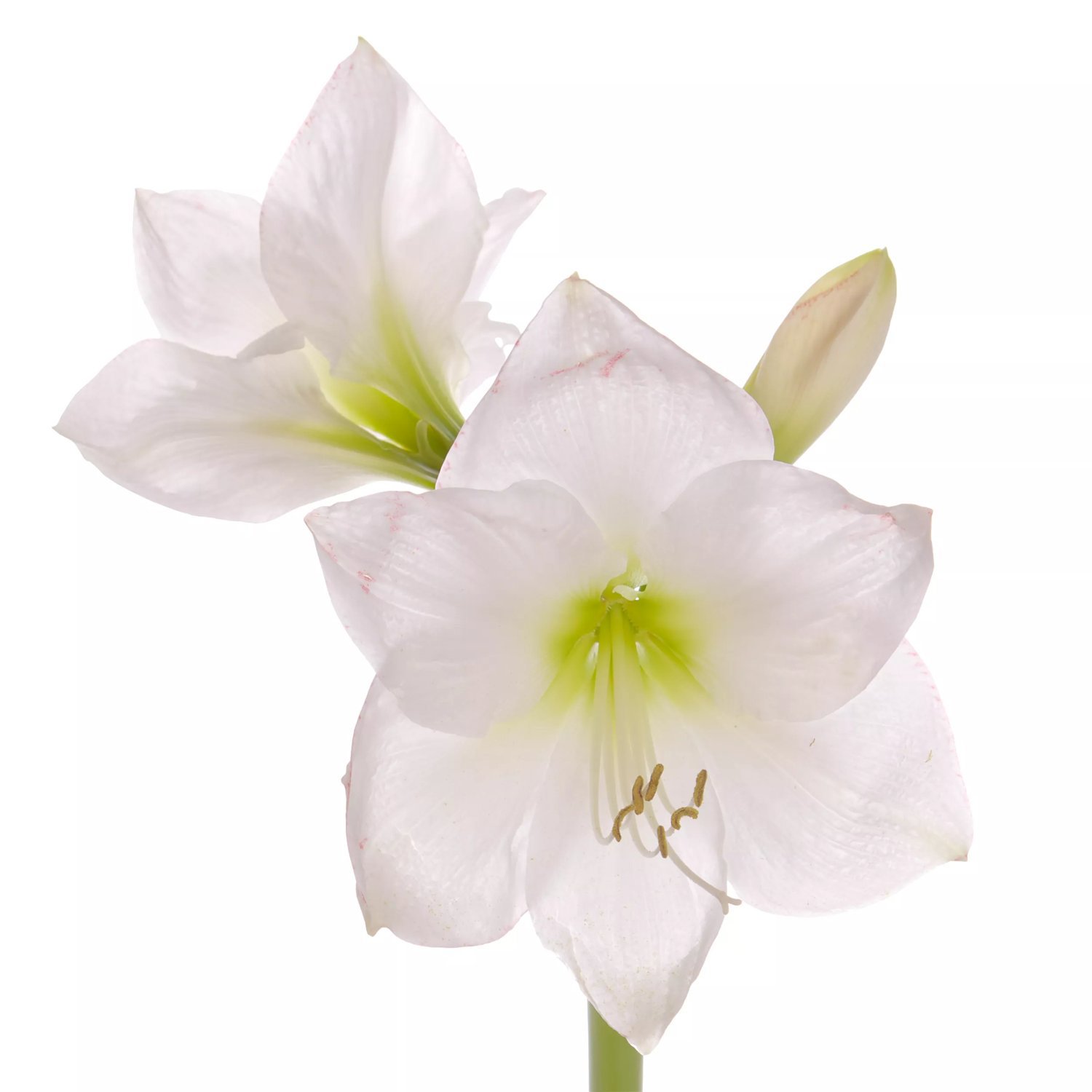 Amaryllis 'Picotee'