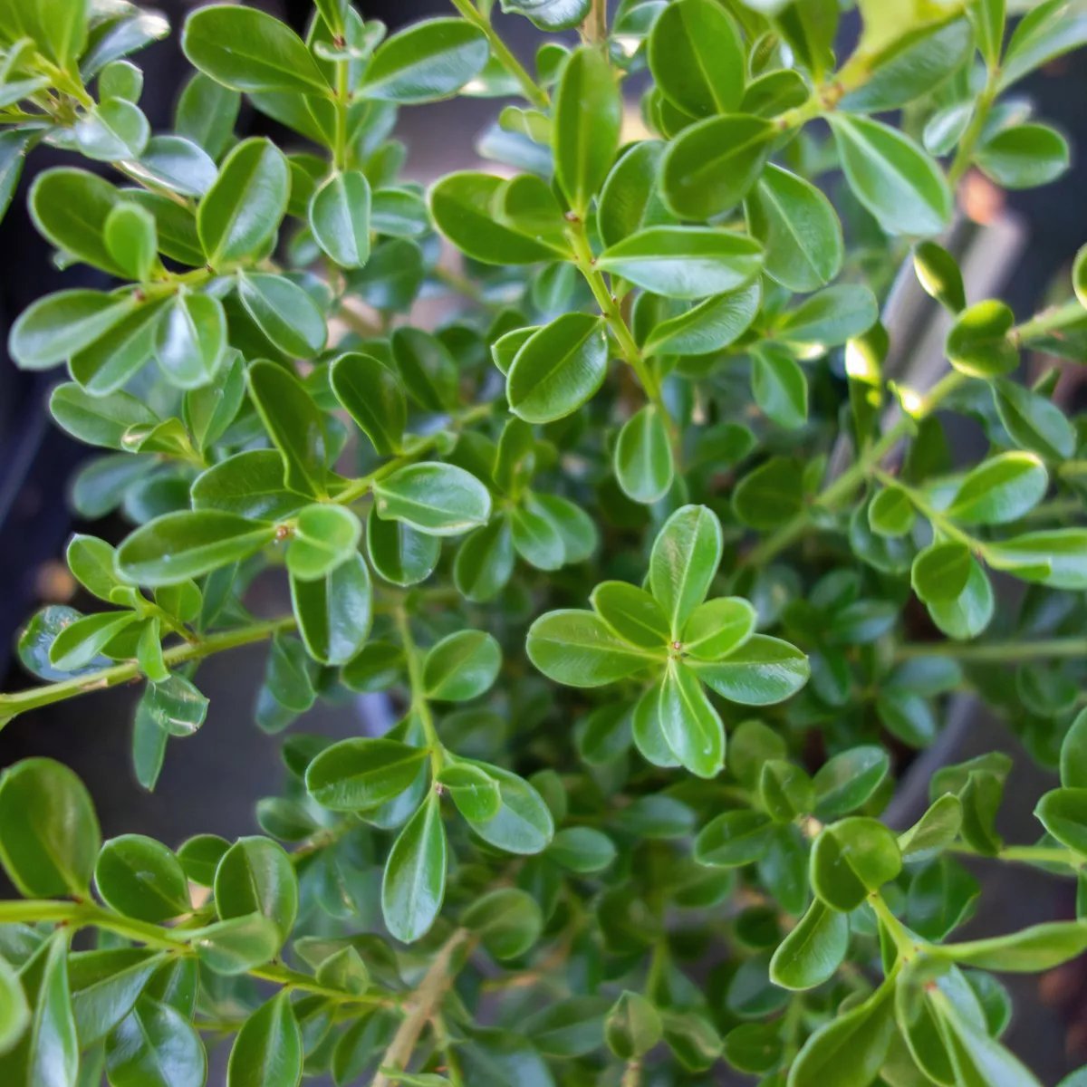 Produktbild på Buxbom BetterBuxus®-Serien 'Renaissance'