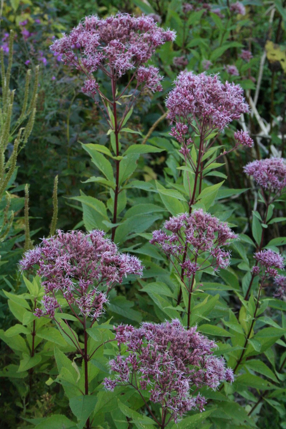 Produktbild på Fläckflockel 'Atropurpureum'