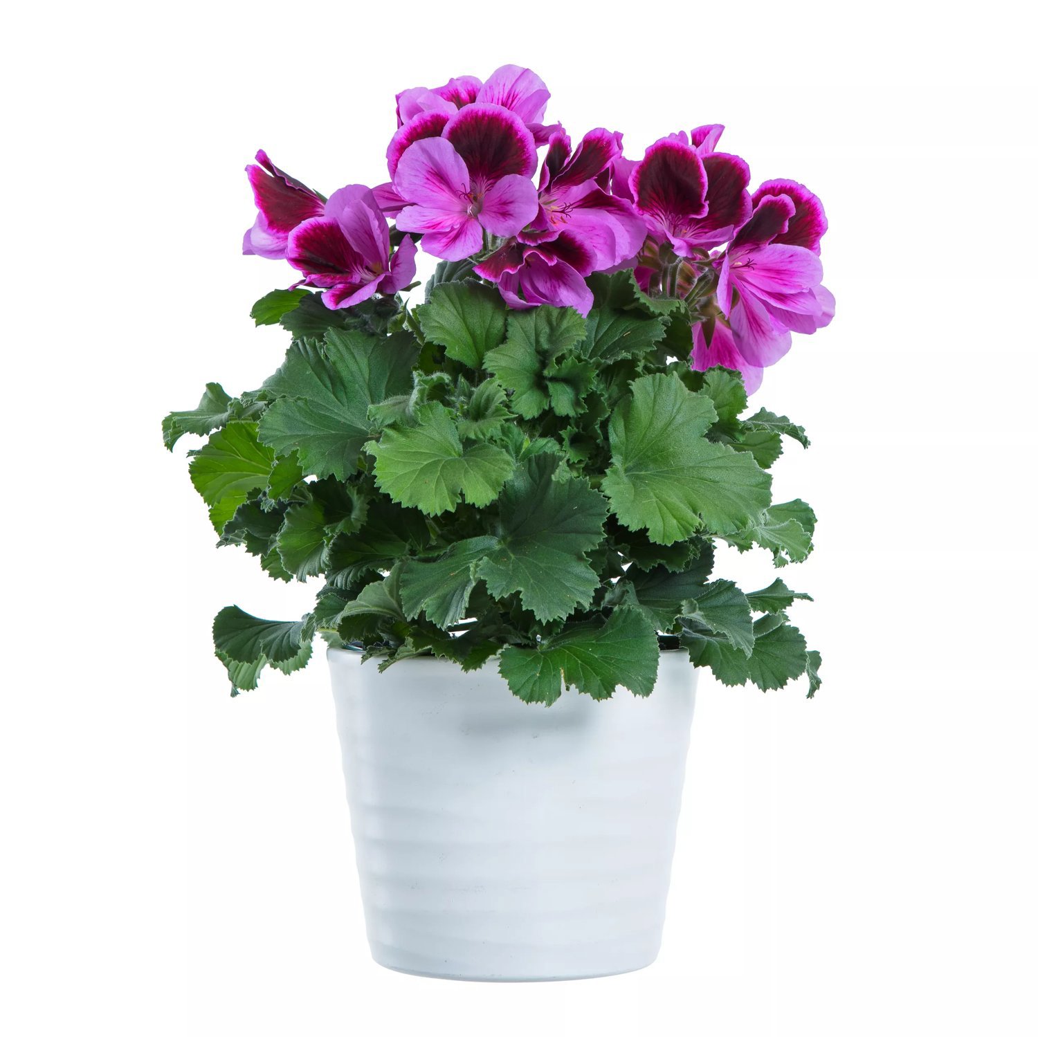 Produktbild på Engelsk pelargon 'Elegance Judith'