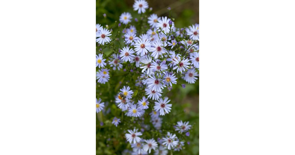 Höstaster 'Little Carlow' 1 liter Svenskt Sigill/Från Sverige Säve ...