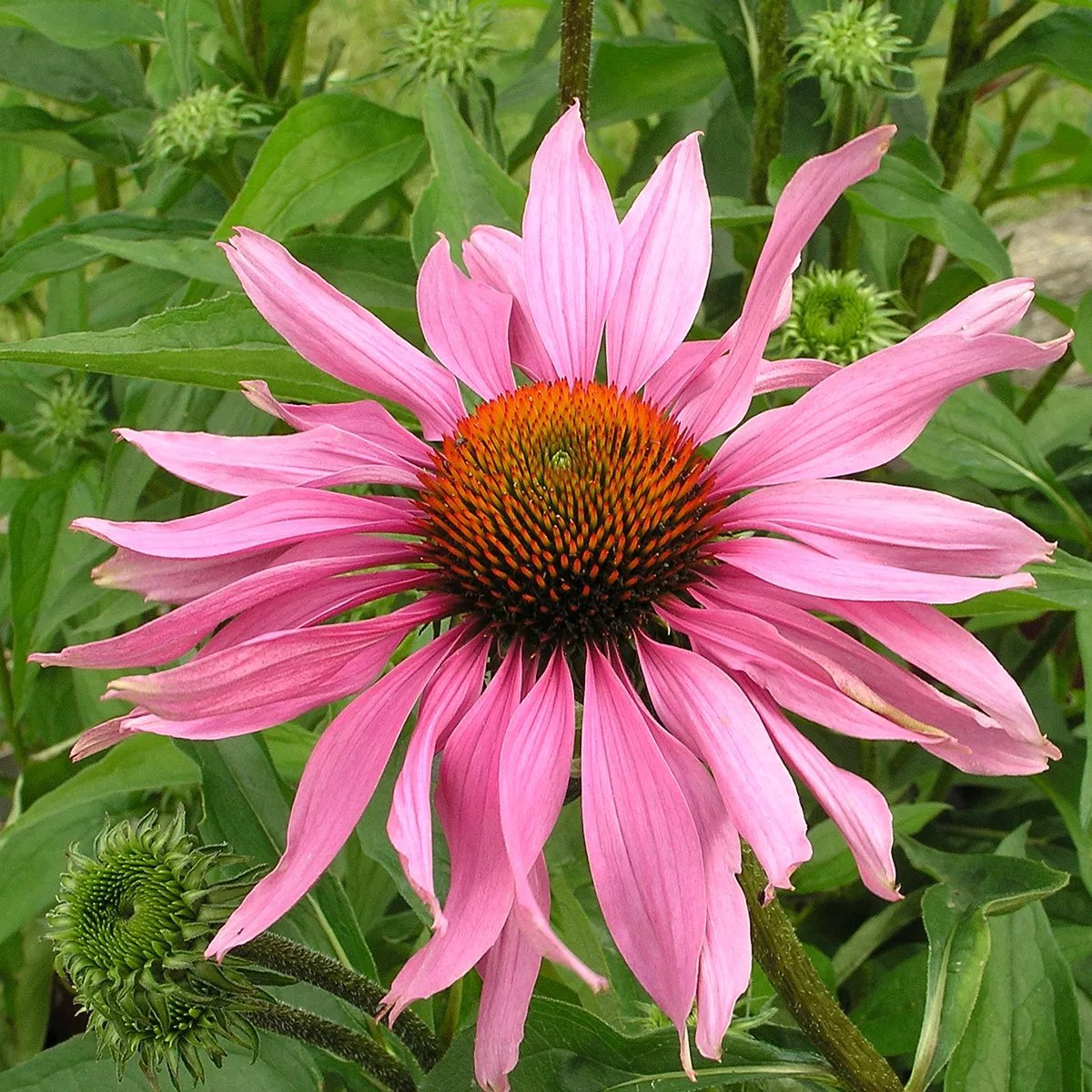 Röd solhatt 'Magnus' 11 cm Svenskt Sigill/Från Sverige Säve Plantskola