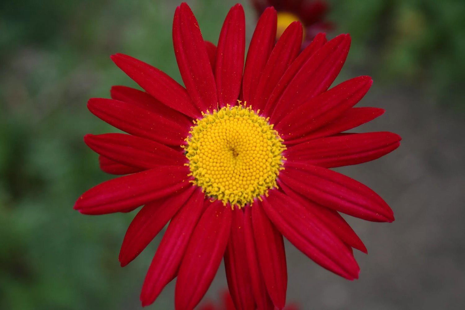 Produktbild på Rosenkrage 'Robinson's Red'