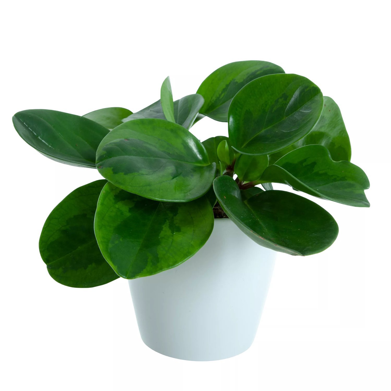 Produktbild på Fredsgrönska 'Lime'
