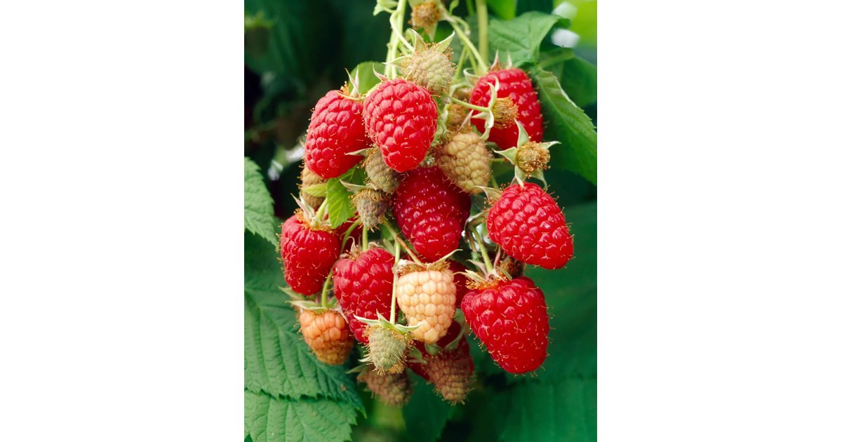 Hallabong Raspberry Hallon 'Raspbeary'® 4.6 liter 30-50 cm MPS