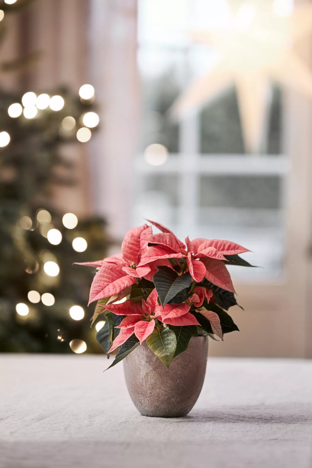 Julstjärna 'Pink Champagne' 3-5 grenar 12 cm 20-30 cm Från Sverige