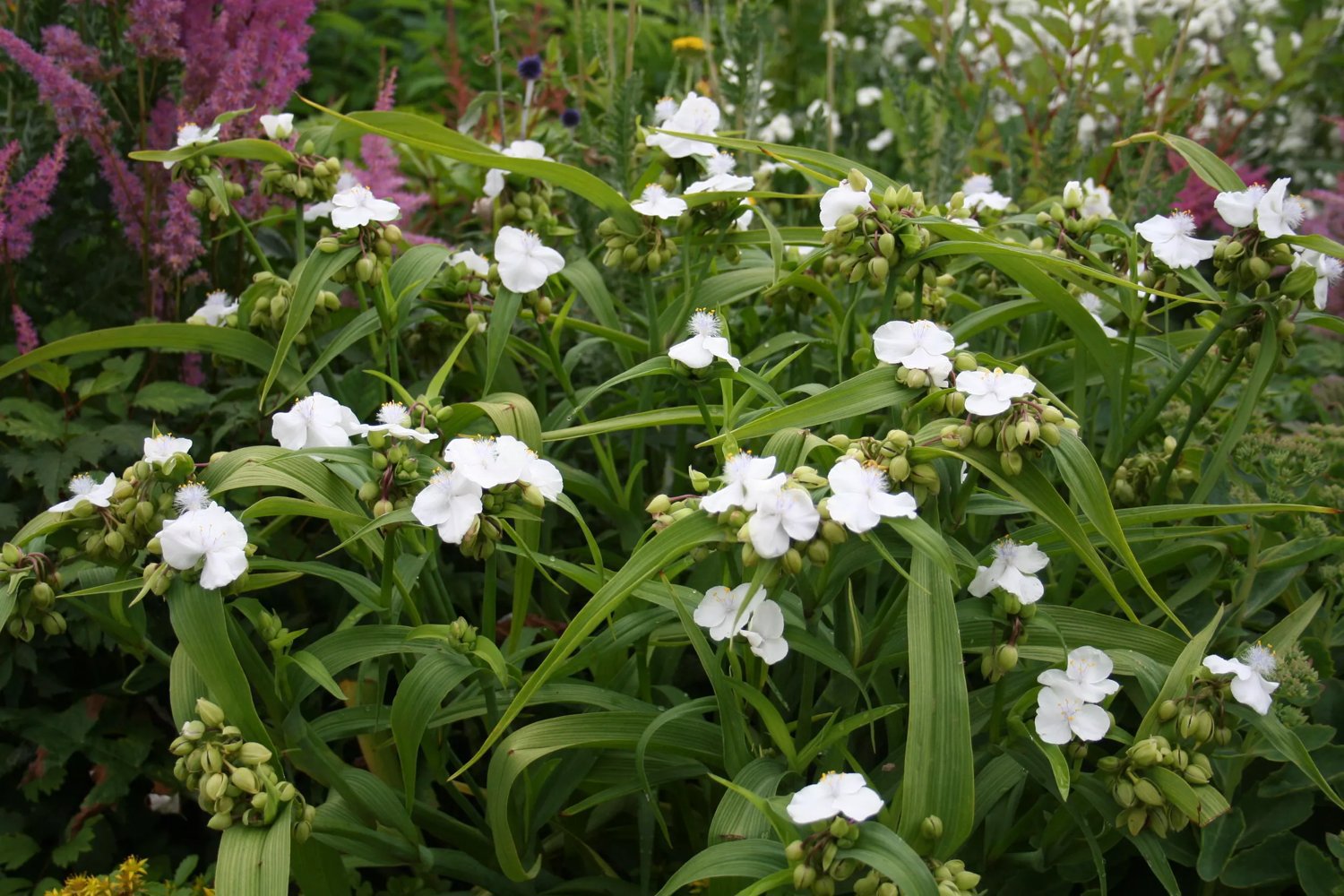 Produktbild på Tremastarblomma 'Innocence'