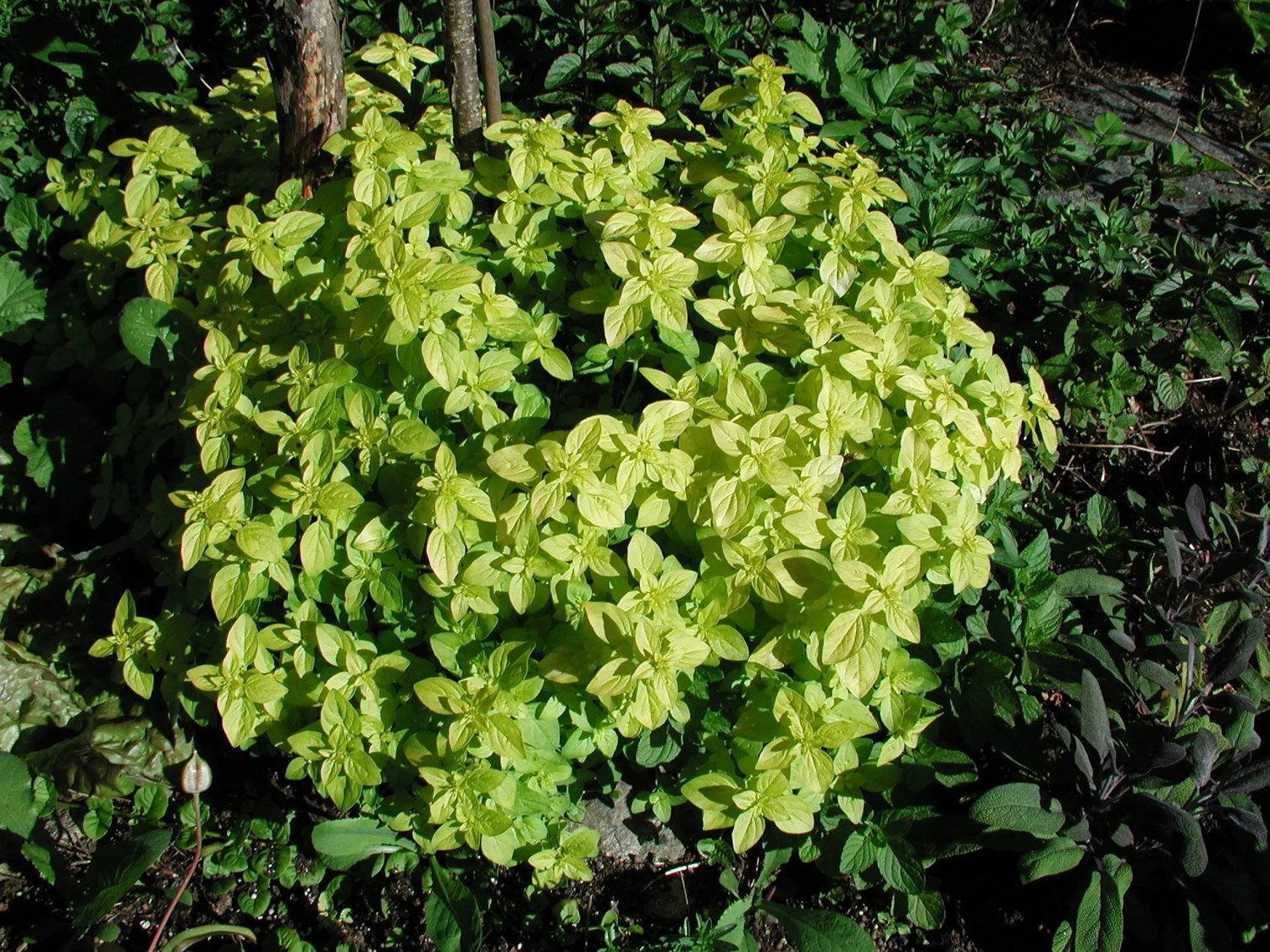 Produktbild på Kungsmynta/Oregano 'Thumble's Variety'
