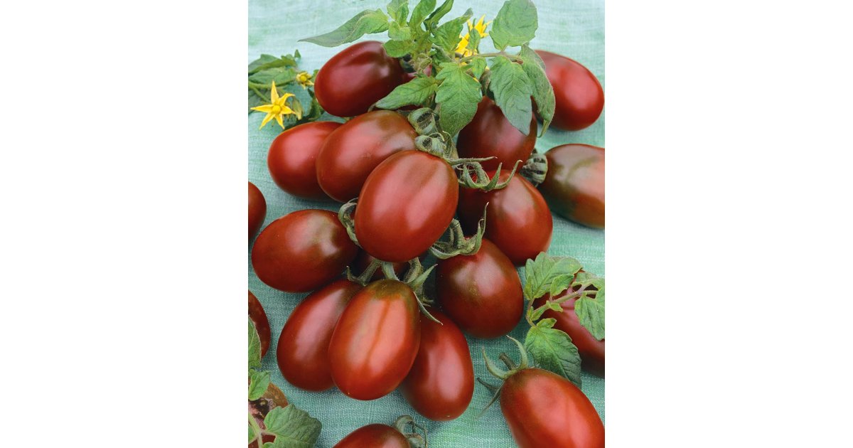Körsbärstomat ’Black Plum’