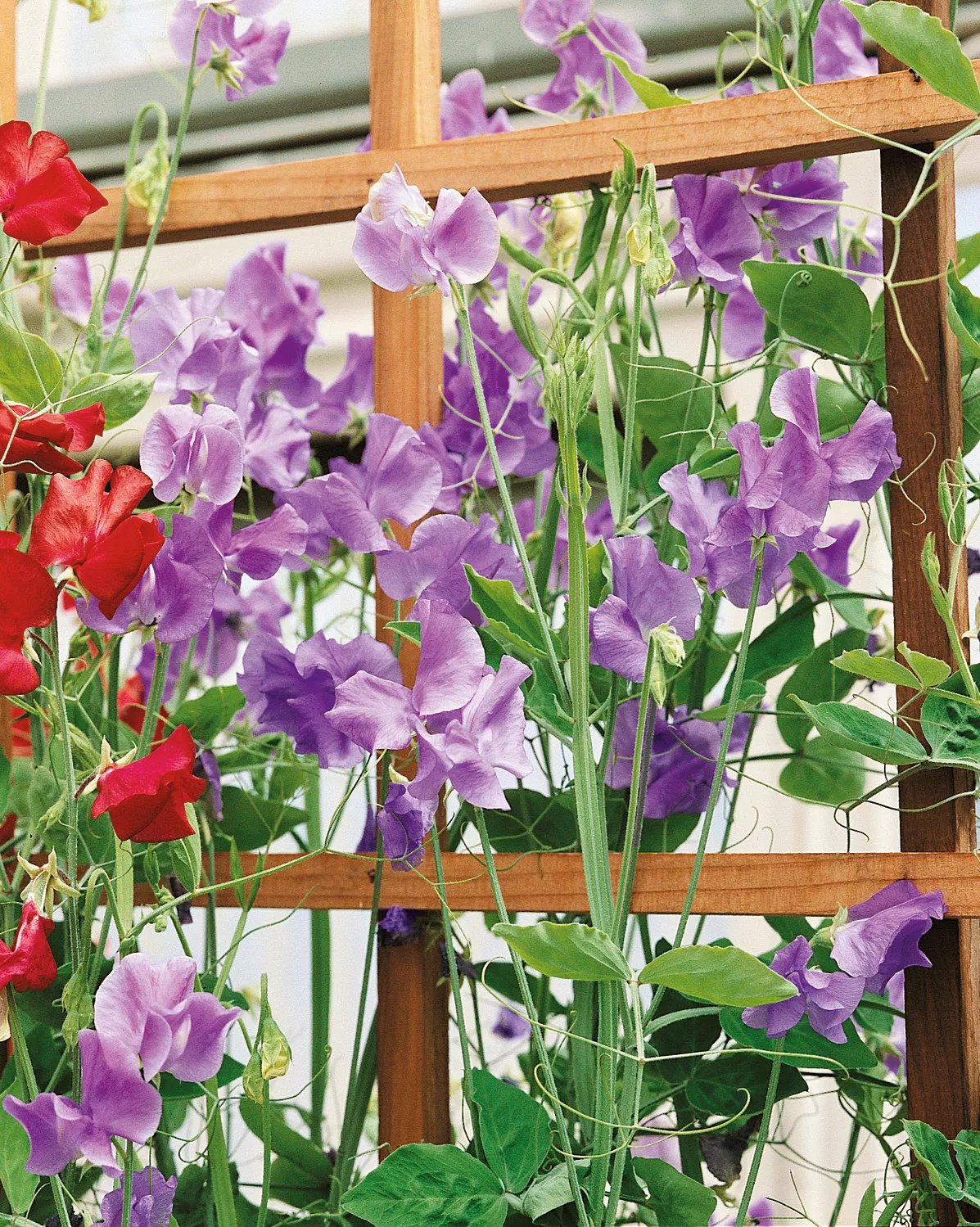 Luktärt ’Mammoth Mid Blue’
