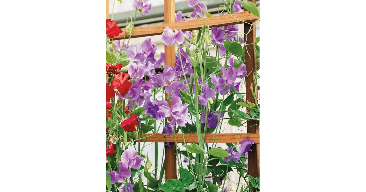 Luktärt ’Mammoth Mid Blue’