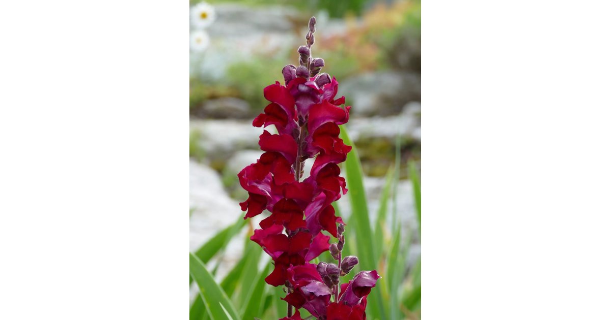 Lejongap Ruby