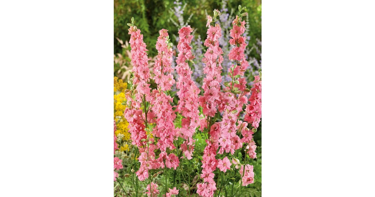 Romersk Riddarsporre Rose Queen