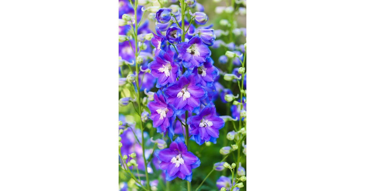 Romersk Riddarsporre Blue Bell