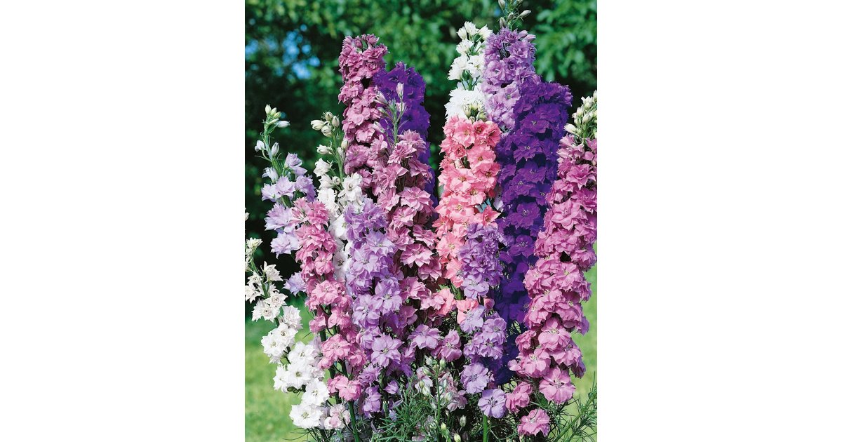 Romersk Riddarsporre Giant Imperial Mix