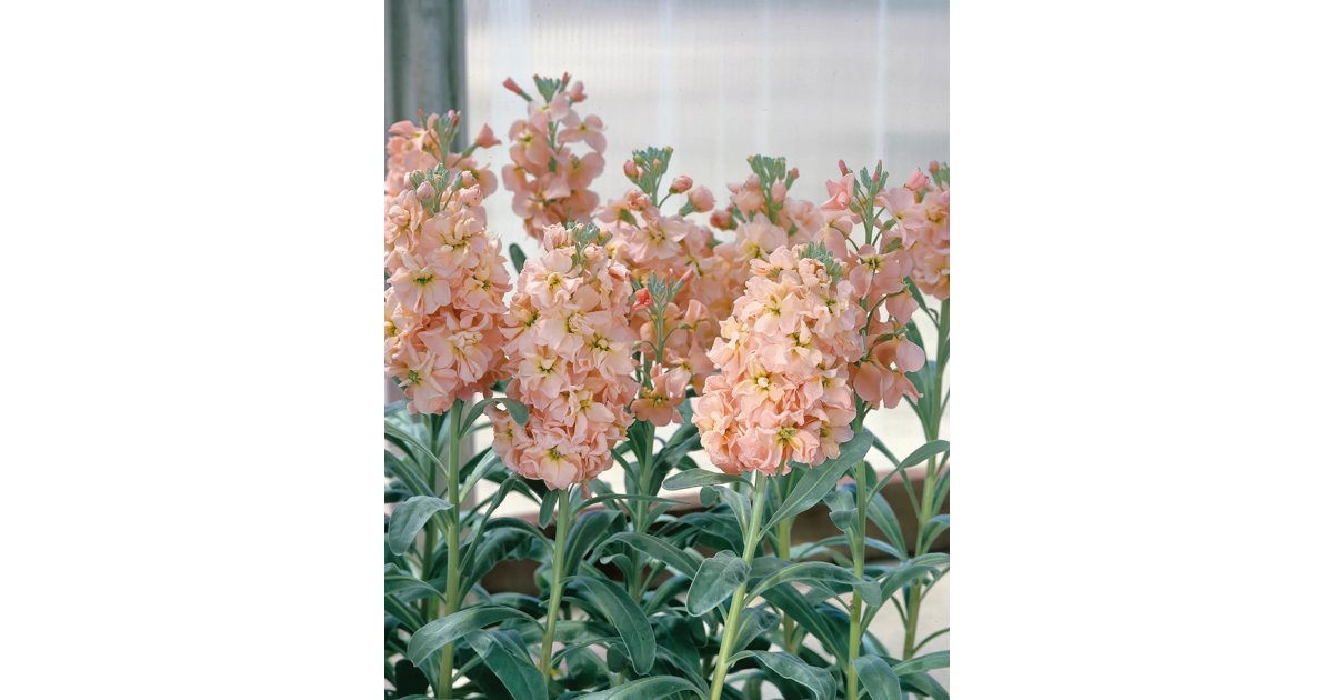 Sommarlövkoja Mammouth Excelsior Apricot