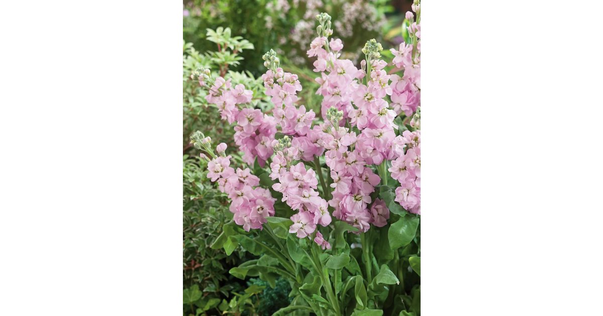Sommarlövkoja ’Sweetheart Pink’
