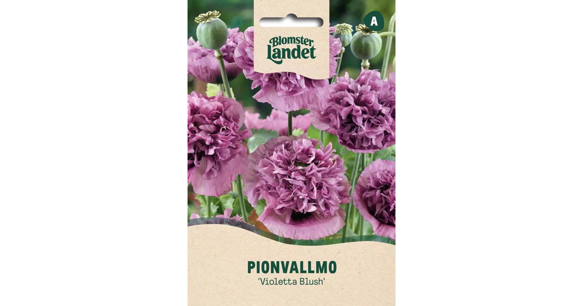 Pionvallmo Violetta Blush