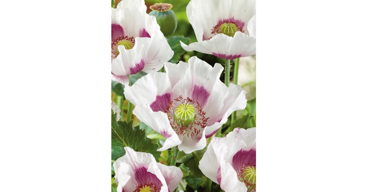 Opievallmo Single Lilac