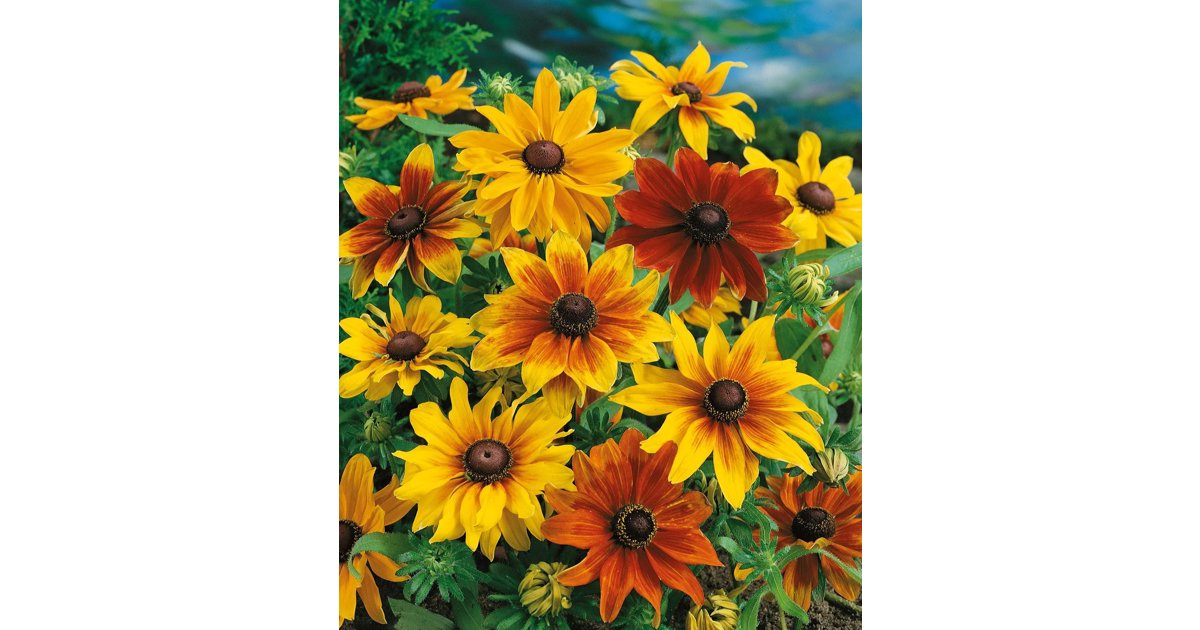 Sommarrudbeckia Rustic Dwarfs