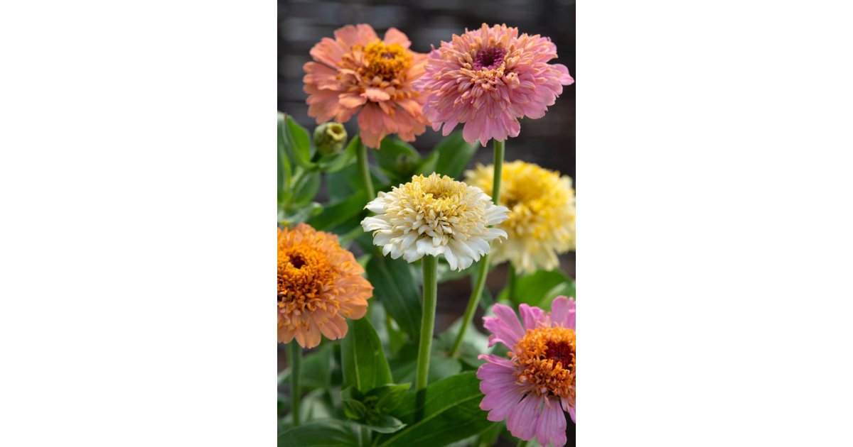 Zinnia Cresto! Peaches & Cream Mix