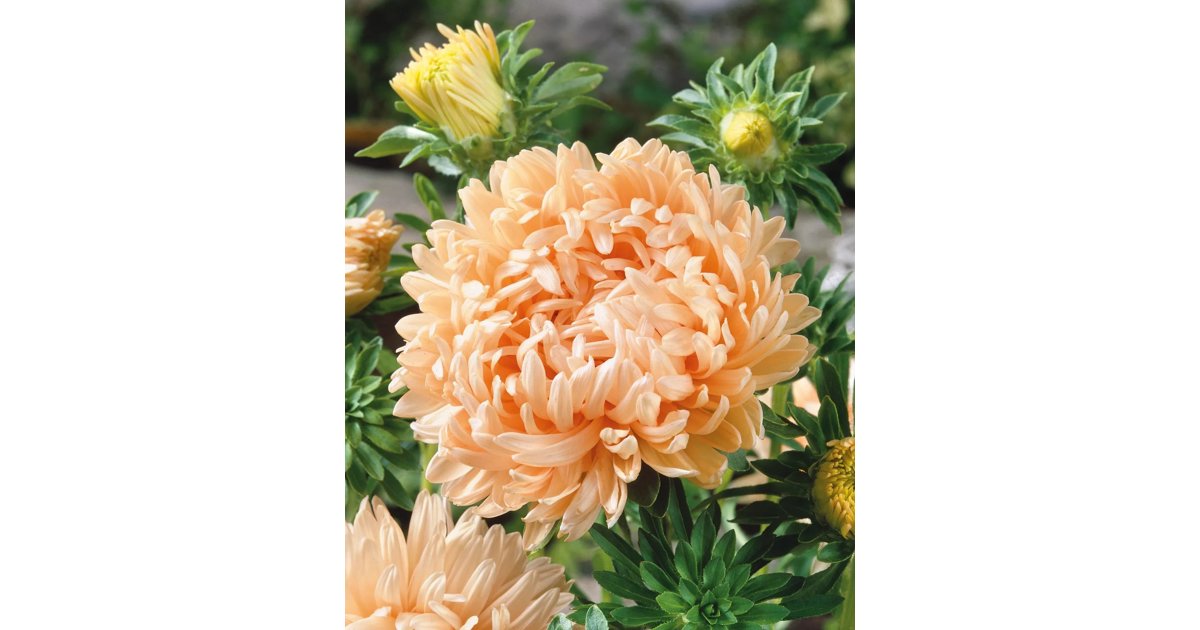 Sommaraster ’Duchesse Apricot’
