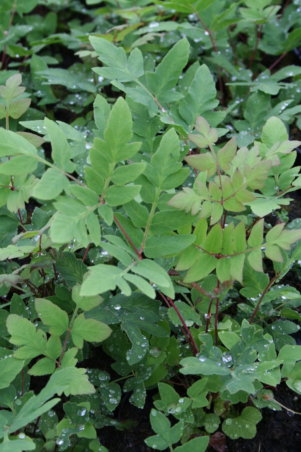 Produktbild på Safsa 'Purpurascens'