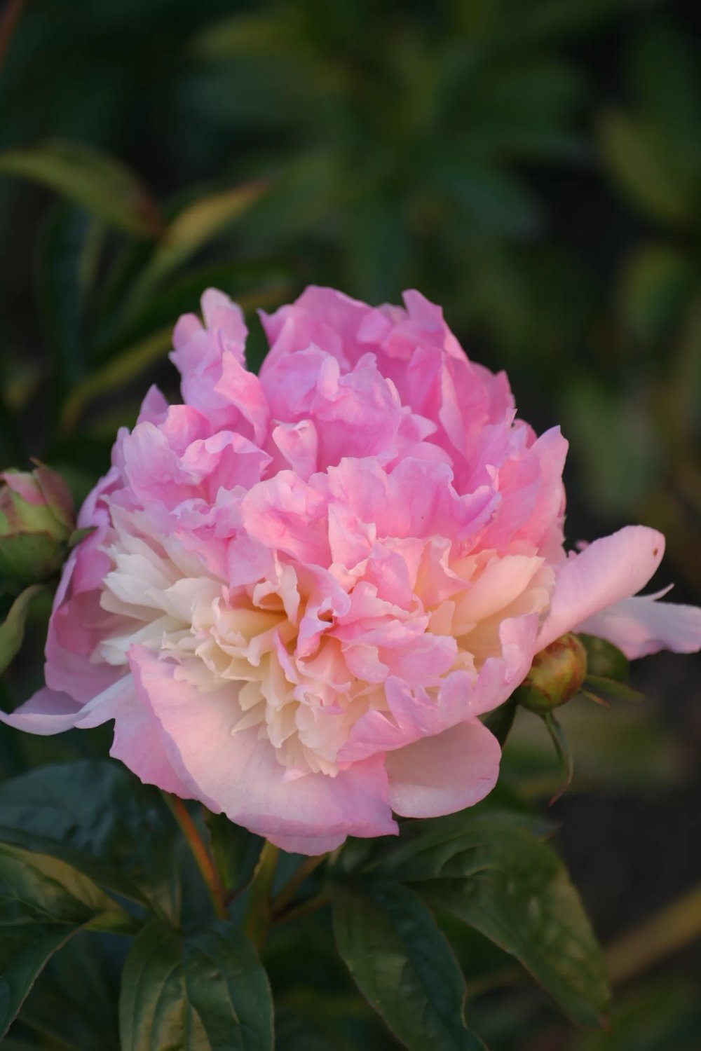 Produktbild på Luktpion 'Raspberry Sundae'
